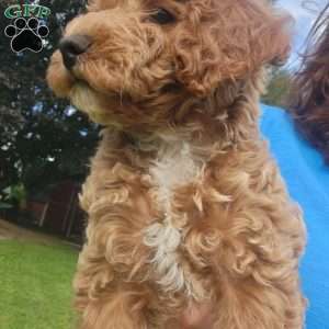 Charles, Miniature Poodle Puppy