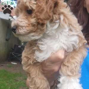 Timmy, Miniature Poodle Puppy