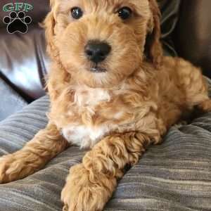 Odie, Miniature Poodle Puppy