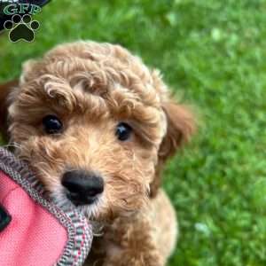 Butter Cup, Miniature Poodle Puppy