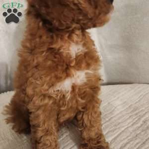 Odie, Miniature Poodle Puppy