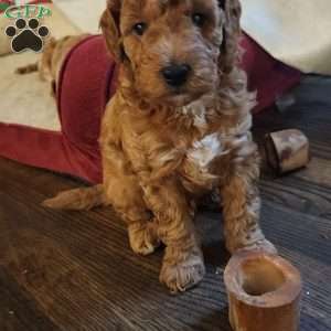 Odie, Miniature Poodle Puppy