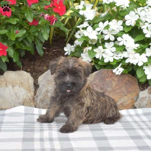 Snickers, Cairn Terrier Puppy