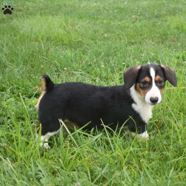 Snickers, Pembroke Welsh Corgi Puppy