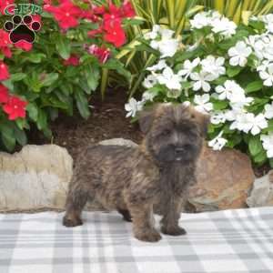 Snickers, Cairn Terrier Puppy