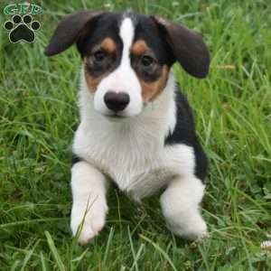Snickers, Pembroke Welsh Corgi Puppy