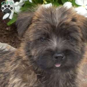 Snickers, Cairn Terrier Puppy