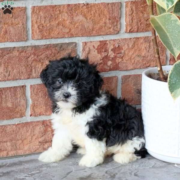 Sniffles, Havanese Puppy