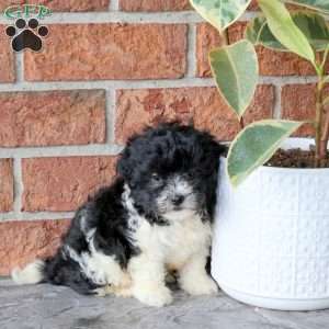 Sniffles, Havanese Puppy