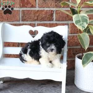 Sniffles, Havanese Puppy
