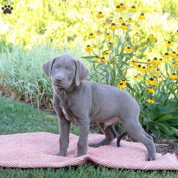 Snoopy, Silver Labrador Retriever Puppy
