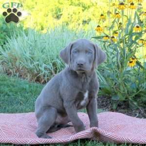 Snoopy, Silver Labrador Retriever Puppy