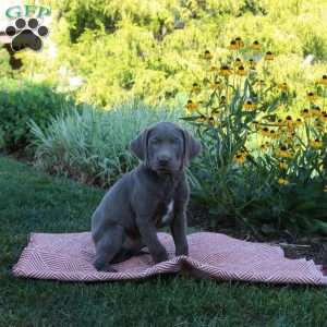 Snoopy, Silver Labrador Retriever Puppy