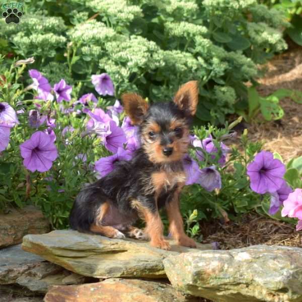 Snow Paws, Yorkie Puppy