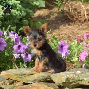 Snow Paws, Yorkie Puppy