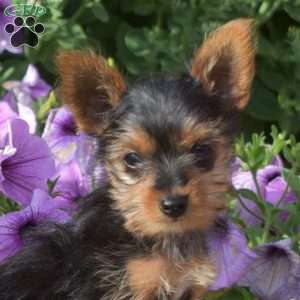 Snow Paws, Yorkie Puppy