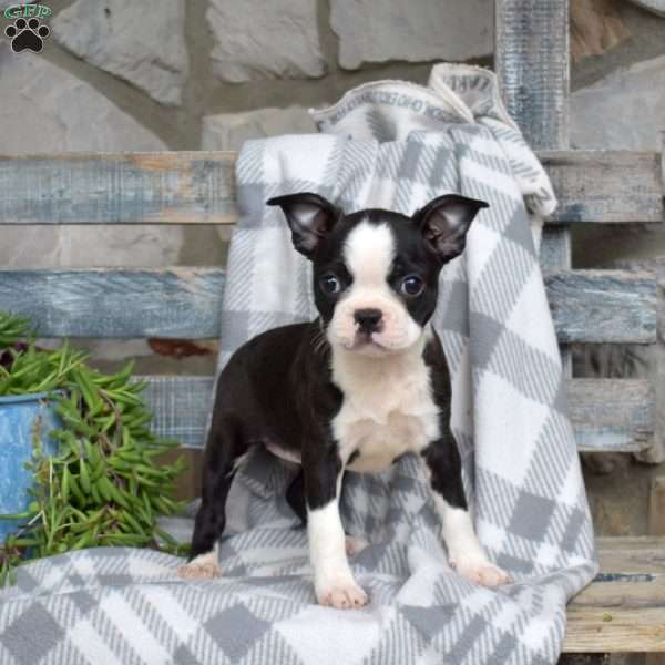 Sofia, Boston Terrier Puppy