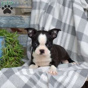 Sofia, Boston Terrier Puppy