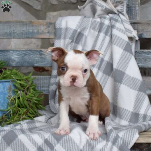 Sonny, Boston Terrier Puppy
