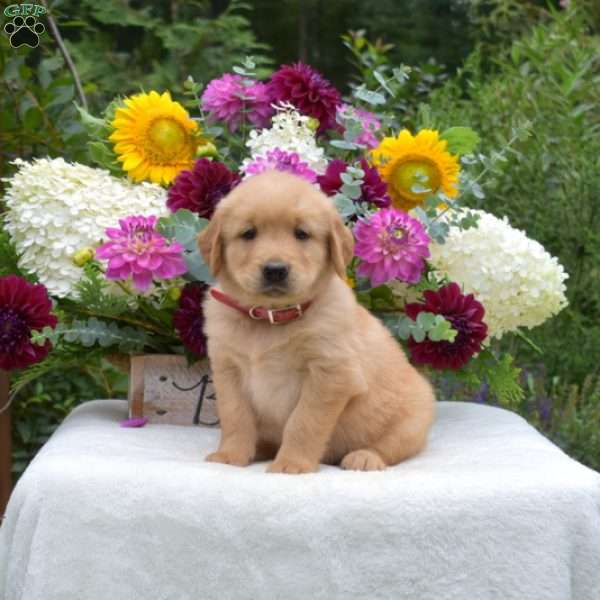 Sonny, Golden Retriever Puppy