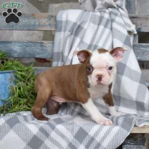 Sonny, Boston Terrier Puppy