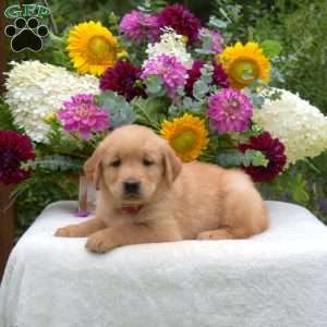 Sonny, Golden Retriever Puppy