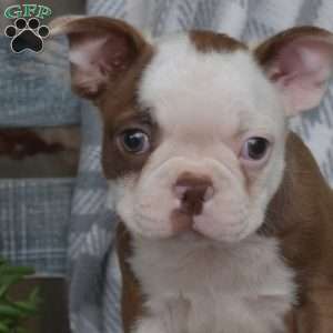 Sonny, Boston Terrier Puppy