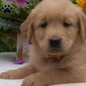 Sonny, Golden Retriever Puppy
