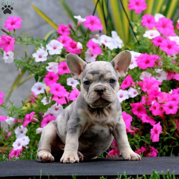 Sonny, French Bulldog Puppy