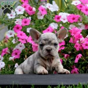 Sonny, French Bulldog Puppy