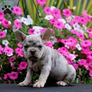 Sonny, French Bulldog Puppy