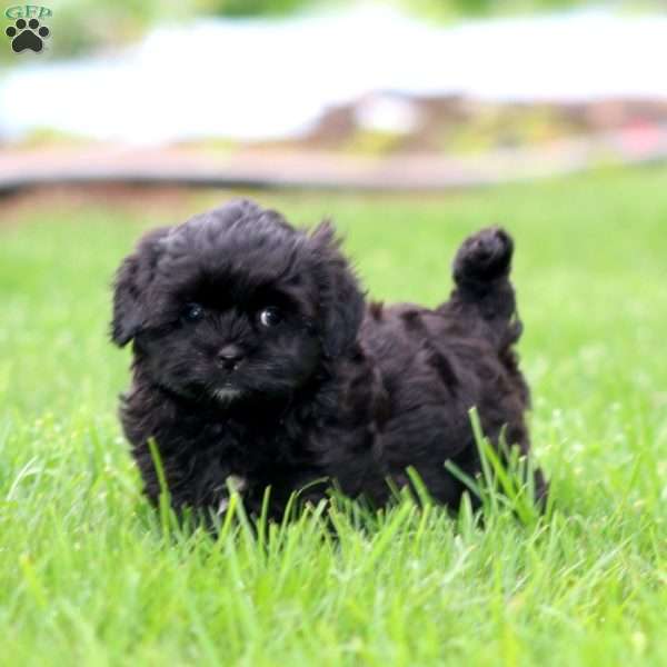 Sonya, Shih-Poo Puppy