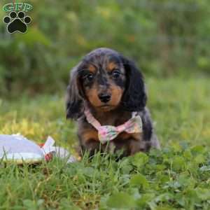Sophie, Dachshund Puppy