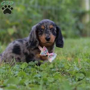 Sophie, Dachshund Puppy