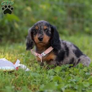 Sophie, Dachshund Puppy