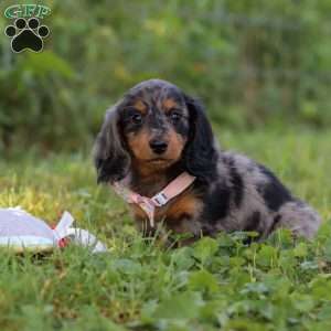 Sophie, Dachshund Puppy