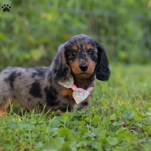 Sophie, Dachshund Puppy