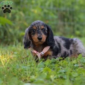 Sophie, Dachshund Puppy