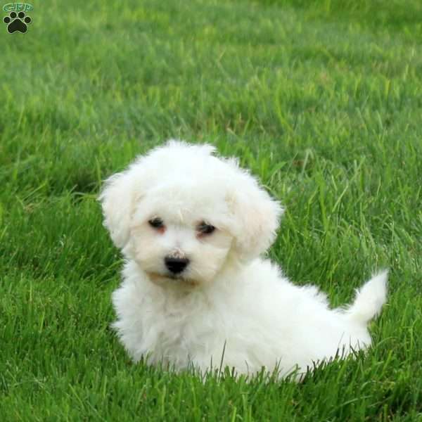 Sophie, Bichon Frise Puppy