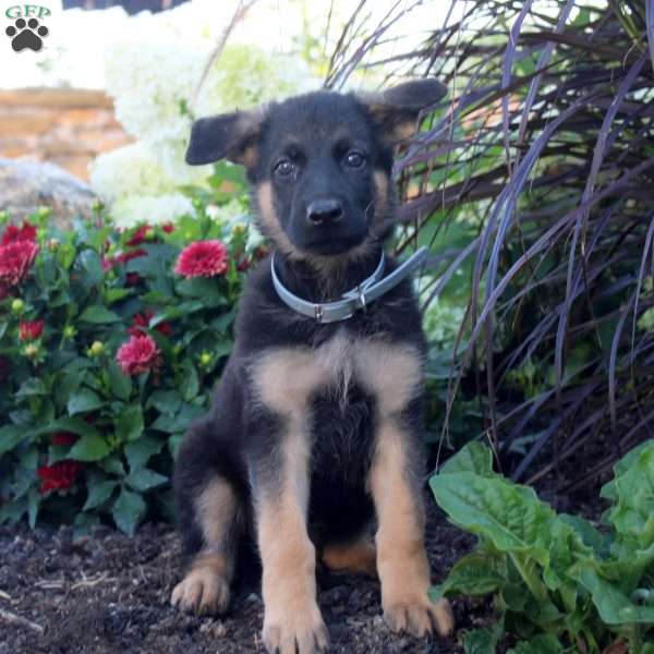 Sophie, German Shepherd Puppy