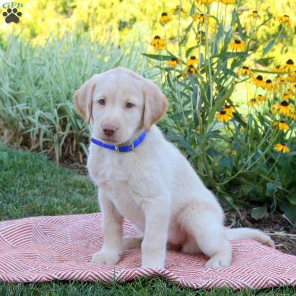 Sophie, Yellow Labrador Retriever Puppy