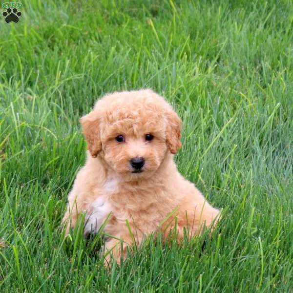 Sophie, Bich-Poo Puppy