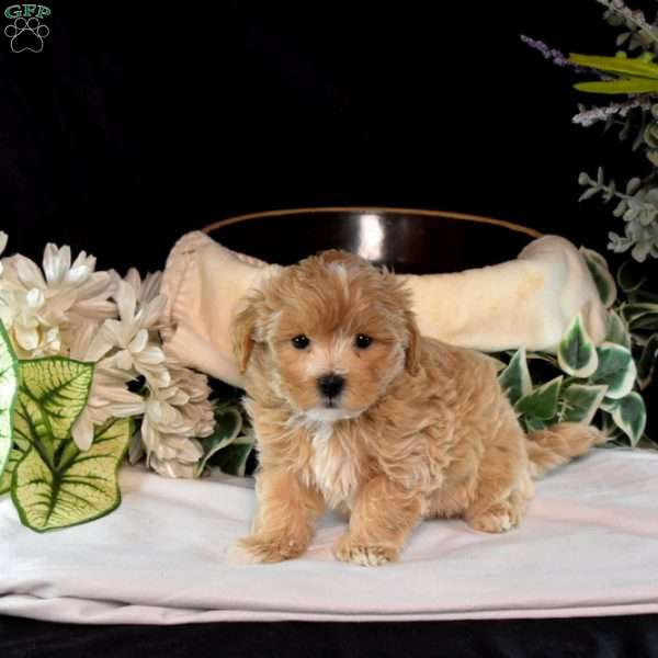 Sophie, Maltipoo Puppy