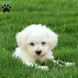 Sophie, Bichon Frise Puppy