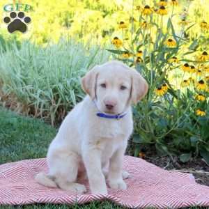 Sophie, Yellow Labrador Retriever Puppy