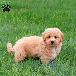 Sophie, Bich-Poo Puppy