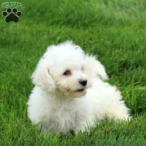 Sophie, Bichon Frise Puppy