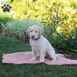 Sophie, Yellow Labrador Retriever Puppy