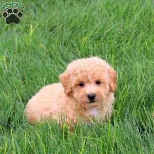 Sophie, Bich-Poo Puppy