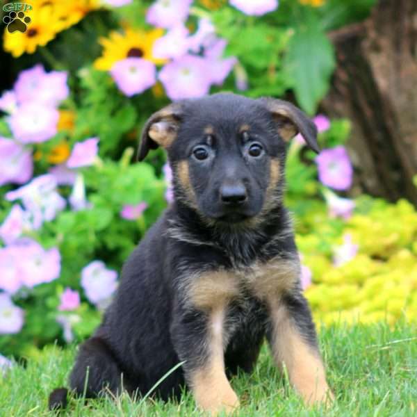 Sophie, German Shepherd Puppy